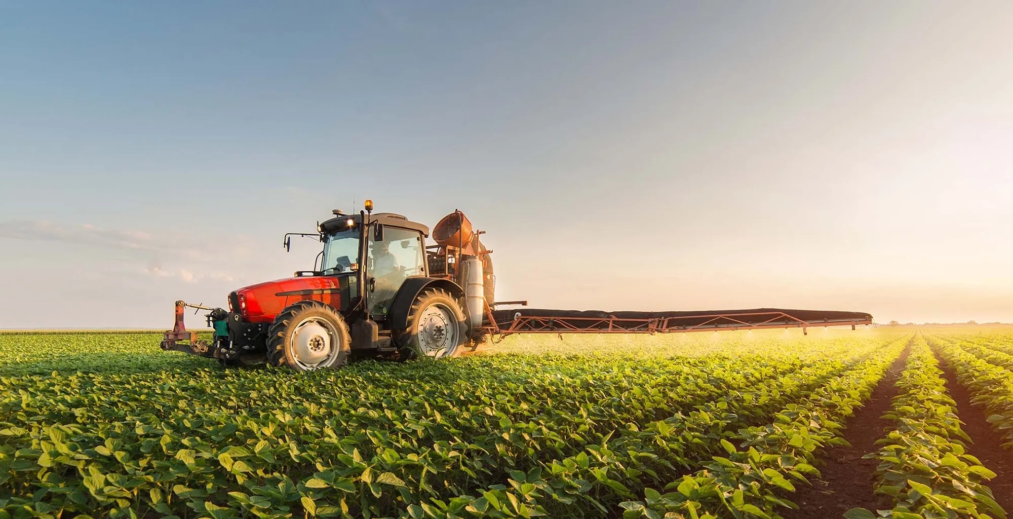 A red tractor in the middle of a crop field at sunset.