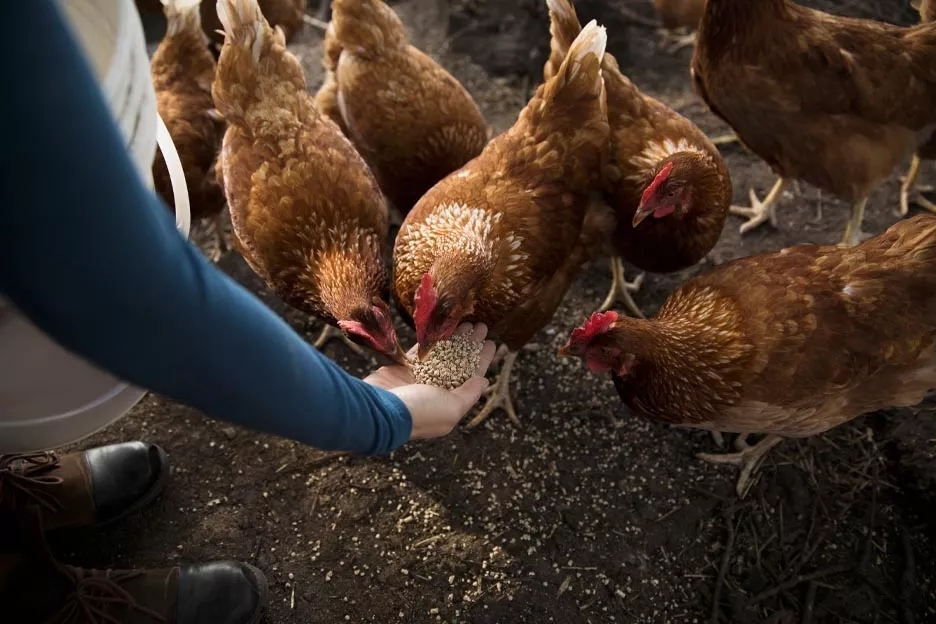 A man feeding chickens with food in his hand.